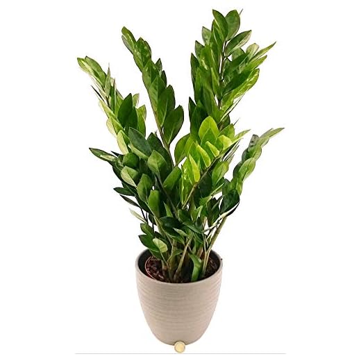 Zamioculcas