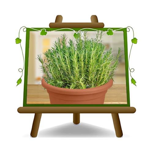 Rosmarinus Officinalis - romero planta aromática en maceta 14
