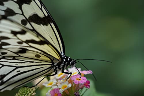 Lente telefoto Sony SEL70300G.SYX (70-300mm, F4.5-5.6 G, OSS) - Negro. - Fernando Cortés
