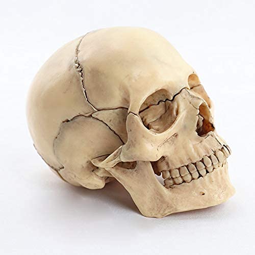 Questo modello è un modello anatomico di elementi medici di fascia alta fabbricati nella progettazione di materiali in PVC non tossici per essere facilmente puliti e resistenti alle alte temperature.