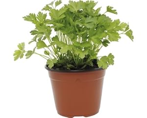 LK Gartenwelt Bio Koriander Coriandrum sativum, 2er Set, Frühling bis Spätsommer Pflanzzeit, Winterhart