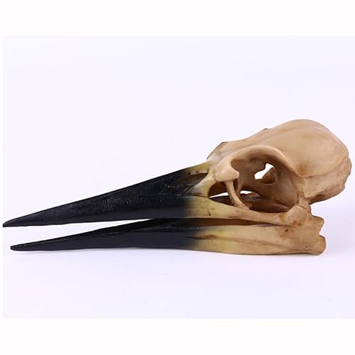1pc Simulated Pterosaur Skull Fossil, Resin Bird Head Skeleton Ornament for Office Desk, Realistic Animal Bone Specimen Toy, Gothic Room Decor, Halloween Party Decoration — view 2