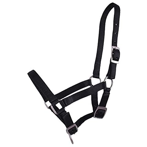 Cabezada para el Potro con Hebillas Plateadas QHP Cover