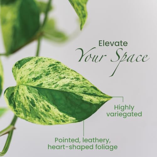 Image of American Plant Exchange Marble Queen Pothos - Live 8-Inch Hanging Basket, Easy-Care Air Purifying Trailing Vine, Fast-Growing Houseplant for Hanging Planters, Shelves & Indoor Home or Office Decor