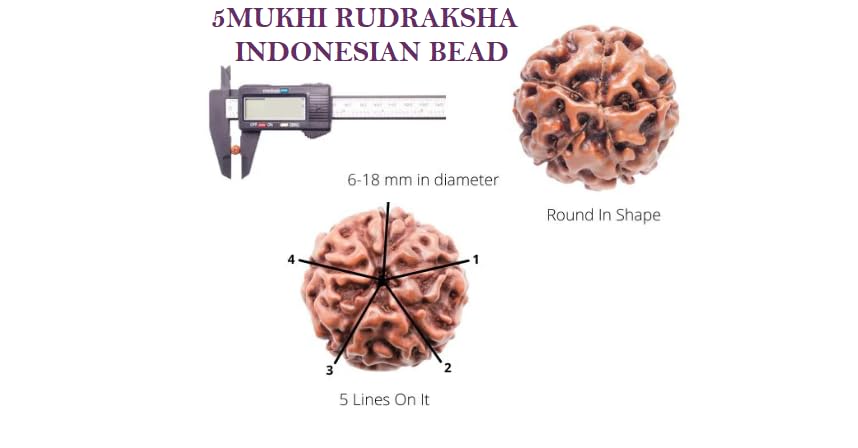 Astro Cart 5 Mukhi Rudraksha Indonesia Panch Mukhi Rudraksha Original Certified Pendant 2