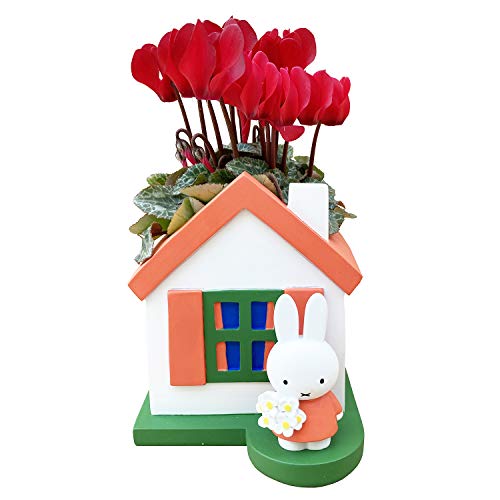 Ԃ̃Mtg ~btB[ Miffy VN VN̉ A ObY a  Mtg