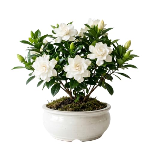 Live White Gardenia Plant Fragrant Jasmine Gardenia Flower Plant 5-7 Inches Tall in 3.5 Inch Pot Well-Rooted Ready to Grow Indoors or Outdoors