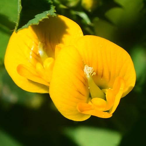 Aparajita Flower Plant Yellow Flower Seeds Pack of 5 With Growth Hormone 5 Seeds In Box (B0CRRH469L) Amazon Price History, Amazon Price Tracker