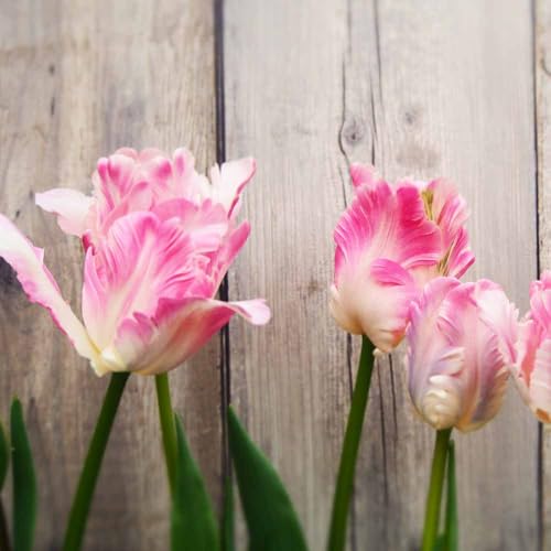ＩＴＡＮＳＥ 球根 新潟チューリップ 恋心 4球入り 品種で選べる花球根 学名 Tulipa L./ユリ科チューリップ属 耐寒性/原産地 オランダ 花弁が波打つように開花する パーロット咲き という珍しい咲き方をする