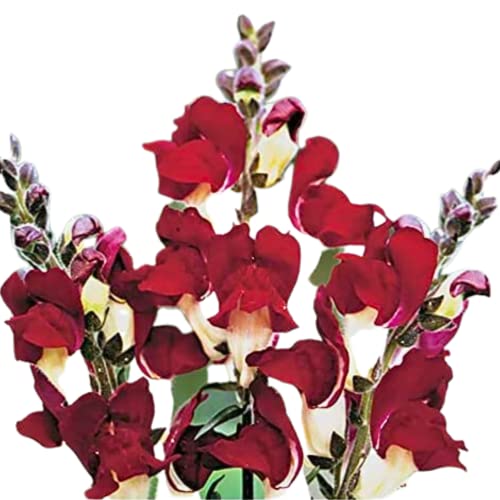 Park Seed Snap Dragon Flower Plant Seeds – Night and Day Variety with Striking Scarlet and White Blooms, Cool-Season Scented Annual for Beds and Borders, Bold Contrast for Spring and Fall, Pack of 100