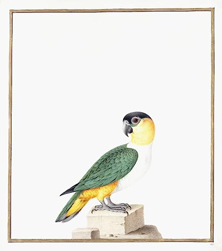 Affiche Toile Perroquet Nicolas Robert pour habiller un mur vide