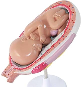 Amazon.co.jp: 赤ちゃんの胎児骨盤モデル女性医療援助の形成と