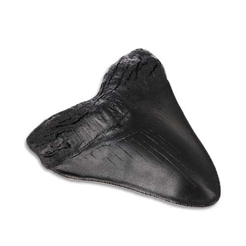 Megalodon Tooth, Black Shark Tooth,Megalodon Fossil with Serrations Sawtooth, Megalodon Tooth Fossil Replica for, Collectors, Teachers, Children and Fossil Lovers, 5.5 Inch Giant Shark Teeth(Replica)