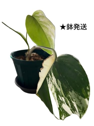 モンステラ ホワイトタイガー」の人気商品一覧 | 安い商品を通販サイト