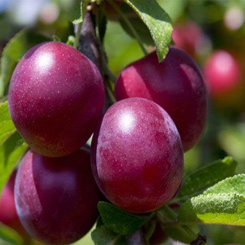 See full amazon price history chart for "My Dream Garden Aloobukhara (Plum) Fruit Plant - Live Healthy Grafted Sapling for Home Garden, Balcony, Patio - Easy to Grow and High Yield" "My Dream Garden Aloobukhara (Plum) Fruit Plant - Live Healthy Grafted Sapling for Home Garden, Balcony, Patio - Easy to Grow and High Yield" (B0DGTBX4Q4) Amazon Price History, Amazon Price Tracker