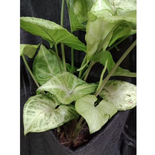 Painel Jardim Vertical/Parede Verde em Feltro 20 bolsos 1x1m