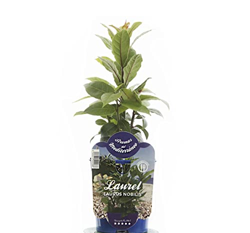 Laurel Mini Arbusto Aromático, Condimentario y Decorativo