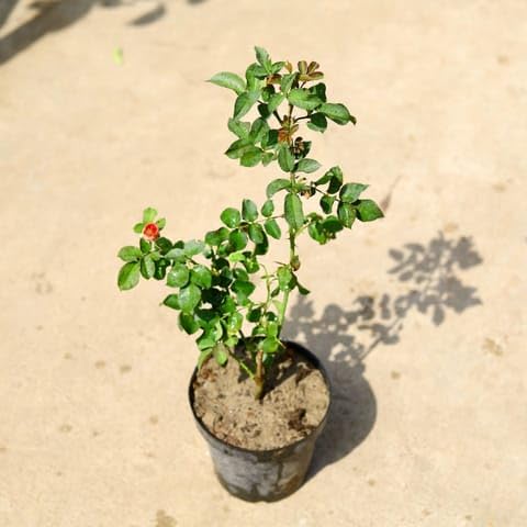Plants Bhumi Enterprise Big Size Noorjahan Mango Plant,Aam,Amba, (GRAFTED)-image-34