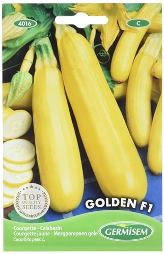 Germisem graines Courgette jaune GOLDEN F1