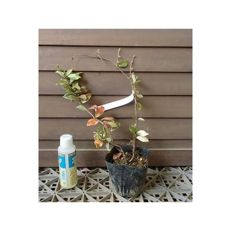 Amazon ピンクジャスミン 白覆輪葉 桃花テイカカズラ スタージャスミン 花