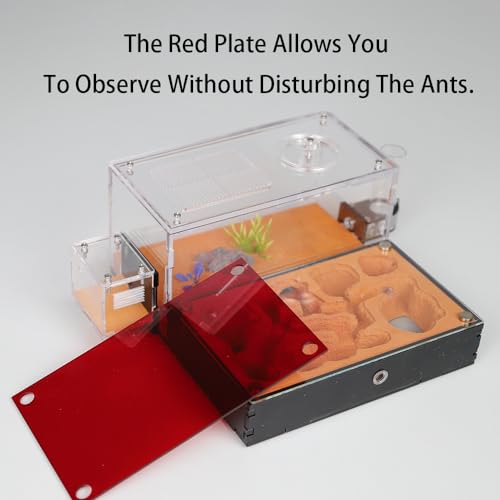 Rimsunta Ameisennest Formicarium für lebende Ameisen und Königin - extra großer klarer Lebensraum für Erwachsene