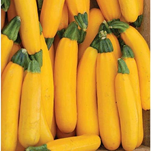 Goldrush Hybrid Yellow Zucchini Squash Seeds (25 Seed Package)