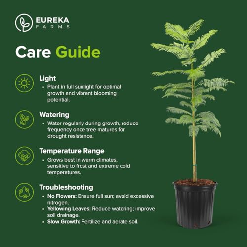 Jacaranda Mimosifolia Live Plant - Easy to Grow Flowering Tree Great for Nature Lovers & Gardeners - Wellspring Gardens Live Jacaranda Tree - Outdoor Planting (1GAL Pot, 1-2FT) - Thumbnail 5