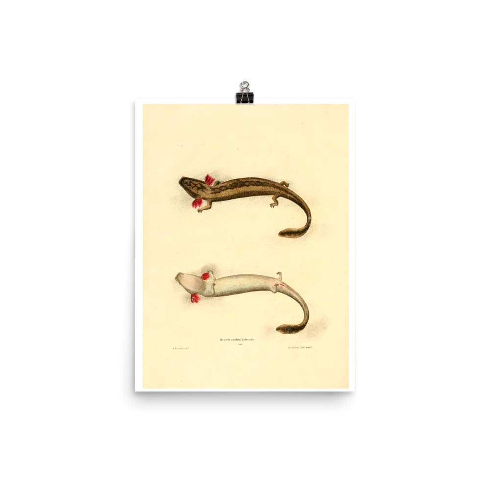 Póster de salamandra mudpuppy de 1836, lámina vintage de zoología para decoración de paredes