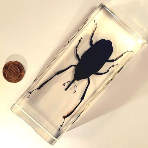 Image of 4.3 inch Real Giant Bamboo Weevil Beetle in Crystal Clear Lucite Resin Specimen Preserved Cyrtotrachelus Buqueti Insect Paperweight Taxidermy Collection for Biology Science Education Desk Display Supplies