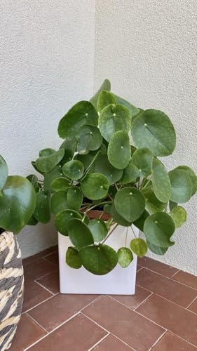 Image of Live Chinese Money Plant (Pilea Peperomioides) Indoor Lucky Plant in Pot | Round Coin-Shaped Leaves | Air Purifying & Low Maintenance Decorative Plant for Home, Office & Balcony