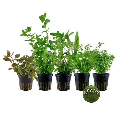 AquaOne Aquarium Pflanzen I 5x Wasserpflanzen I Anti Algen Aquarienpflanzen I Schnellwachsende Bacopa Hygrophila Ludwigia Limnophila plus Mooskugel I Algenkiller Set