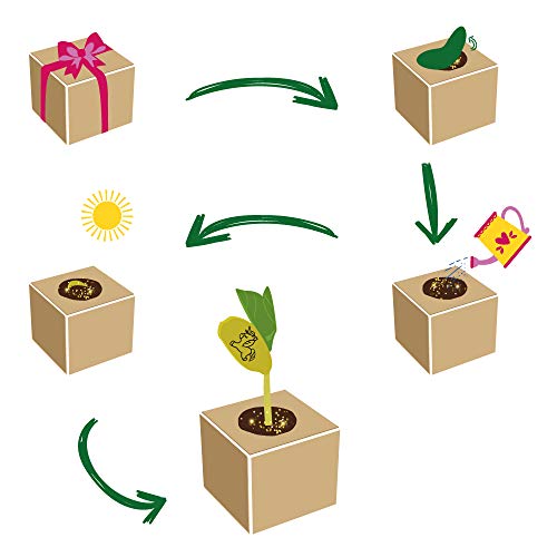 Grow Your Own Einhornbohne, Holzwürfel Mit Lasergravur «Fresst Meinen Sternenstaub, Ihr Langweiler», Nachhaltige Geschenkidee, Anzuchtset, Ecocube, Made in Austria & 296725 Grow Your Own Einhornbohne - Image 4