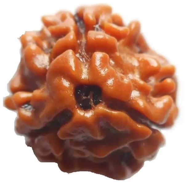 3 mukhi Rudraksha Natural Quality Bead Rudraksha for Men and Women, Color Brown-image-26