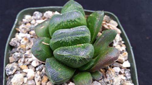 Planet Desert Haworthia Truncata V. Maughanii Cacti Cactus Succulent Real Live Plant #TOP5