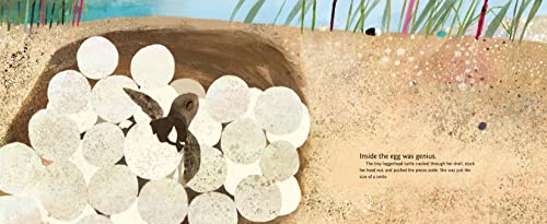 Yoshi, Sea Turtle Genius: A True Story about an Amazing Swimmer - Image 2