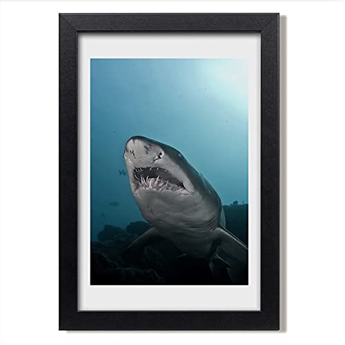 Cadre photo moderne Tulup 20x30 cm et affiche grand requin pour tableau décoratif