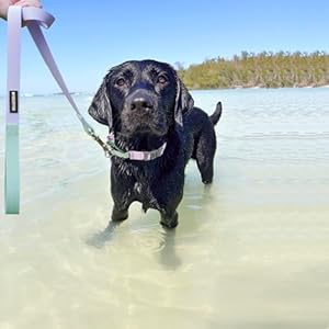   Waterproof-Dog-Leash-Durable-PVC-Rope-Dog-Lead-Leash-for-LargeMediumSmall-Dogs-Slip-Lead-Dog-Leash-for-Walking-Running-Purple-and-Green