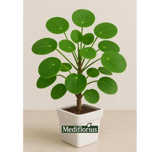 Mediflorius Lucky Coin Money Plant in White Pot – Prosperity-Bringing Indoor Plant | Air Purifying, Low Maintenance Houseplant for Home & Office Decor