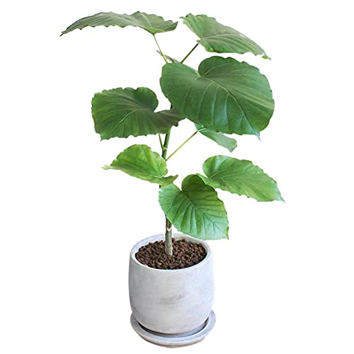 Amazon｜【マルモラウンドMサイズ】フィカス・ウンベラータ【受け皿  