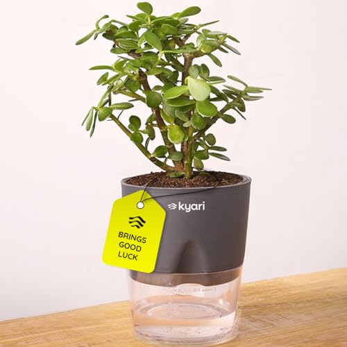 Image of KYARI Golden Money Indoor Plants for Living Room | Live Plants | Plants with Grey Self Watering Pot for Home | Air purifier plants | Plants for Home Decor | Plants for Garden & bedroom