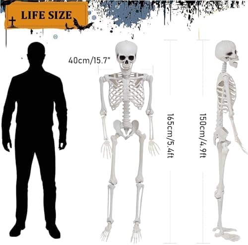 41RzNsalF9L._AC_ Life Size Halloween Skeleton Decoration - 65 Inch Movable Human Plastic Skeleton for Indoor Outdoor Realistic Full Body Bones with Movable Joints for