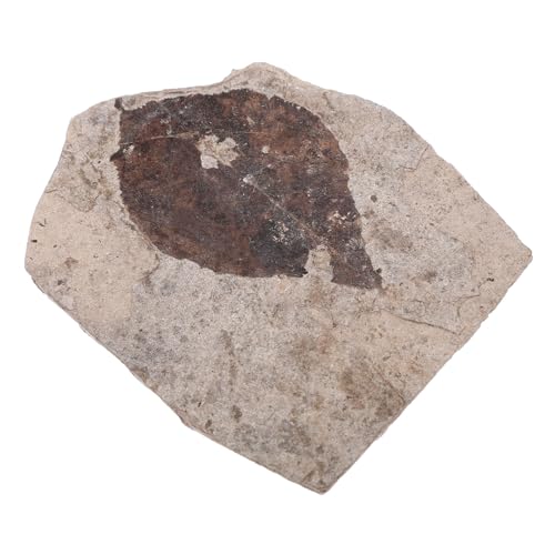 Gogogmee Natural Fossilized Leaf Collection Specimen for Education and Decor Unique Polished Plants Random Style for Personal Appreciation and Science Teaching