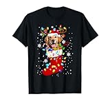 Golden retriever Dog In Christmas Socks Costume