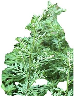 Amazon.co.jp: 植物種子 よもぎ餅、よもぎ茶など向き ハーブの女王