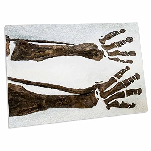 3dRose Fossilized Dinosaur Bones Desk Pad Place Mat