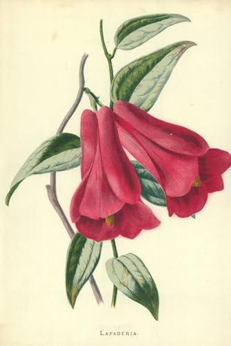 Cuadro en Lienzo Lapagería Frederick Hulme para Decorar Despachos Elegantes