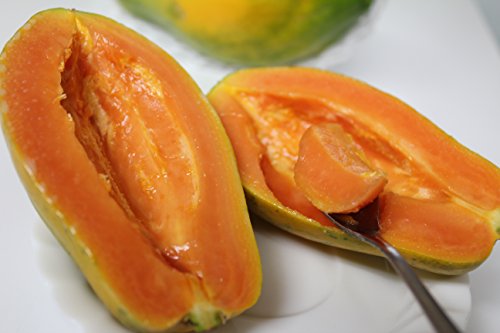 栽培簡単 パパイヤ の育て方 家庭でも育てやすい矮性品種のご紹介 園楽project 園芸 植物を楽しむ情報サイト