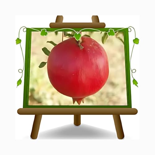 EURO PLANTS VIVAI Grenadier Parfianka plante fruitière en pot 20 cm hauteur maximale 170 cm - Âge 2 ans