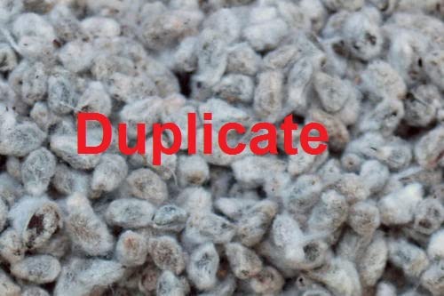 Goldi-333 BGII Cotton Seeds (450 Gm Bt and 120 Gm Non Bt) (B084G6JYY5) Amazon Price History, Amazon Price Tracker