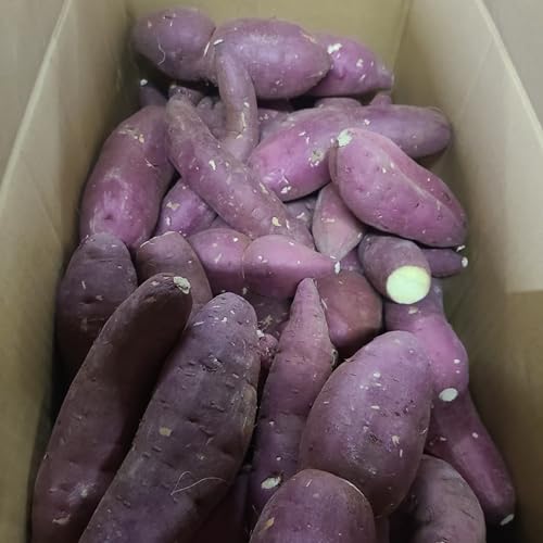VNXC[g ܂ 5kg tE錧Y p ƒp Yn 炩ȐHƈ΂̊ÂI